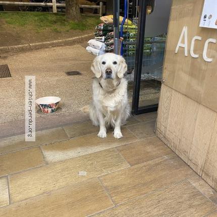 Photo 1/1 Chien trouvé Trouvé à Le chesnay rocquencourt