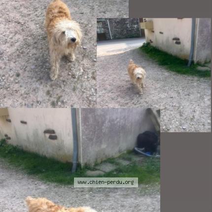 Photo 1/1 Chien trouvé Trouvé à Beignon