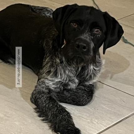 Photo 1/1 Chien trouvé Trouvé à Bantanges