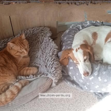 Photo 1/1 Mossa Chien perdu à Fos sur mer