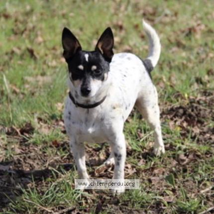 Photo 1/1 Chien retrouvé Perdu à Montvalen