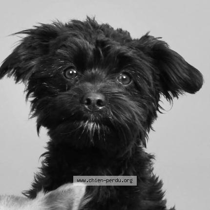 Photo 1/1 Alpha Chien perdu à Petit Dour