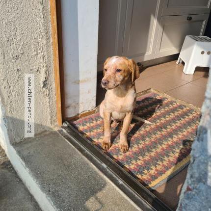 Photo 1/1 Chien trouvé Trouvé à Peyrat le chateau