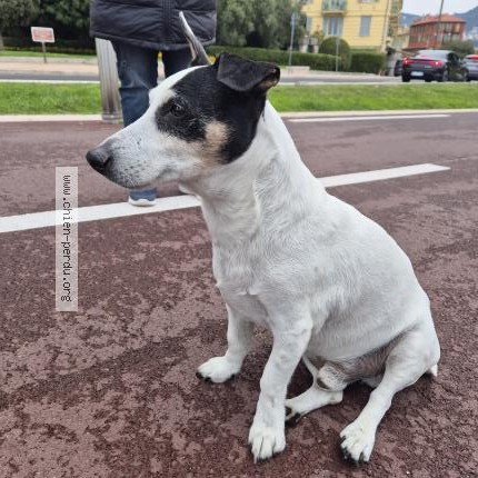 Photo 1/1 Chien retrouvé Trouvé à Nice