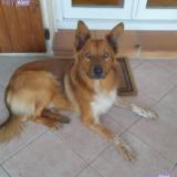 Photo de chien perdu à Sigalens