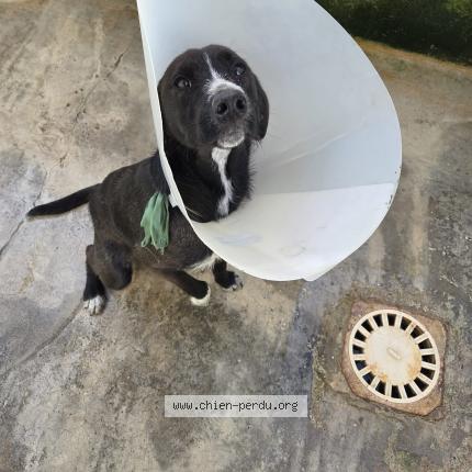 Photo 1/1 Chien trouvé Trouvé à Montauban