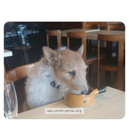 Photo 1/1 Hervoche Catherine Chien perdu à St nazaire