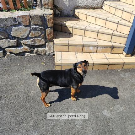 Photo 1/1 Chien trouvé Trouvé à Saint didier en velay