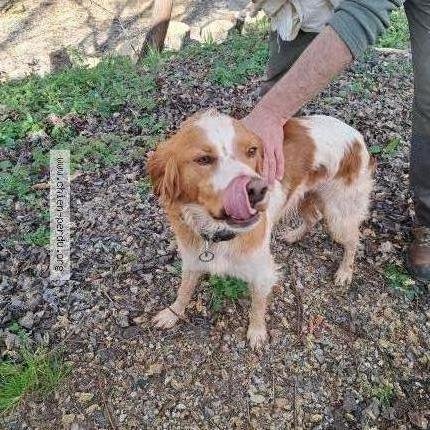 Photo 1/1 Chien trouvé Trouvé à Villecomtal