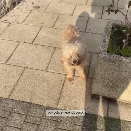 Photo 1/1 Chien trouvé Trouvé à Bidache