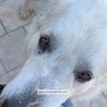 Photo 1/1 Chien trouvé Trouvé à Pujo le plan