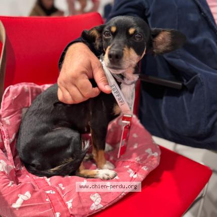 Photo 1/1 Chien retrouvé Perdu à Paris