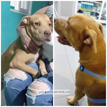 Photo 1/1 Ares Maxwell Chien perdu à Panama