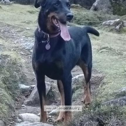 Photo 1/1 Chien retrouvé Perdu à Valliere