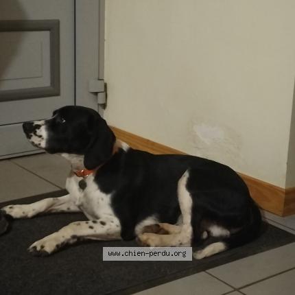 Photo 1/1 Chien retrouvé Perdu à Le Saulcy