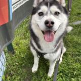 Photo de chien retrouvé à Noyelles Les Vermelles