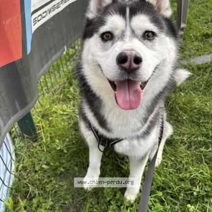 Photo 1/1 Chien retrouvé Perdu à Noyelles Les Vermelles