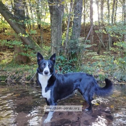 Photo 1/1 Chien retrouvé Perdu à Le Saulcy