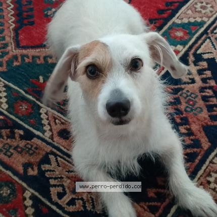 Photo 1/1 Tonto Chien perdu à Arraijan