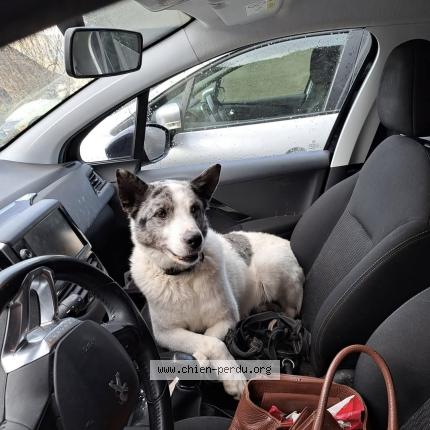 Photo 1/1 narko Chien perdu à Chambery