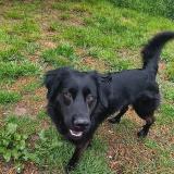 Photo de chien perdu à Villeneuve Sur Lot