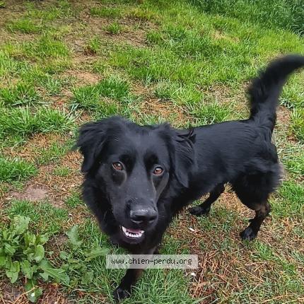 Photo 1/1 Alexandra Andrieu Chien perdu à Villeneuve sur lot