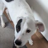 Photo de chien perdu à Le Poinconnet