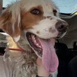 Photo de chien trouvé à Nimes