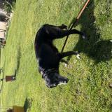 Photo de chien trouvé à Lespare