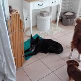 Photo de chien trouvé à La Salles Les Alpes