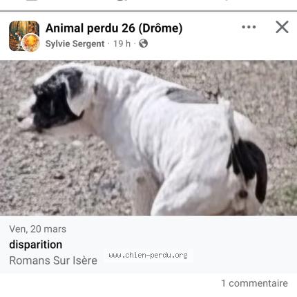 Photo 1/1 Sans nom Chien perdu à Romans sur isere