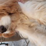 Photo de chien trouvé à Piegros La Ckastre