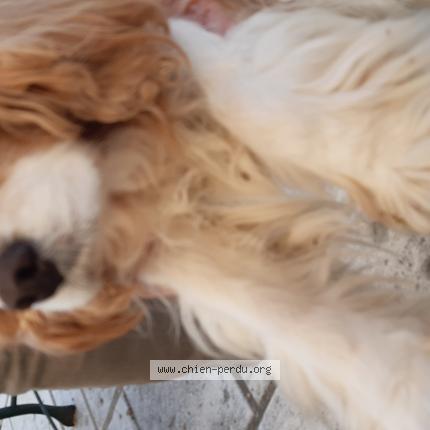 Photo 1/1 Chien trouvé Trouvé à Piegros la ckastre