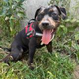 Photo de chien perdu à Vierzon