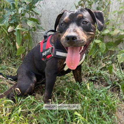 Photo 1/1 Tayla Chien perdu à Vierzon