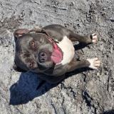 Photo de chien perdu à Belin Beliet