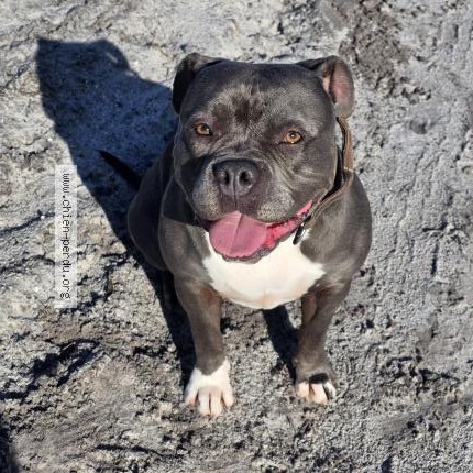 Photo 1/1 Nala Chien perdu à Belin beliet