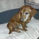 Photo de chien trouvé à St Michel Chef Chef