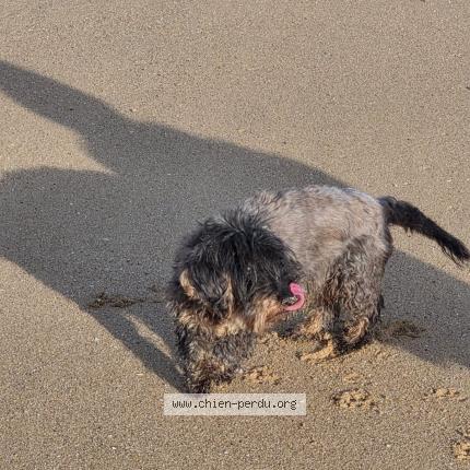 Photo 1/1 Maia Chien perdu à Colombiers