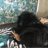 Photo de chien perdu à La Garnache