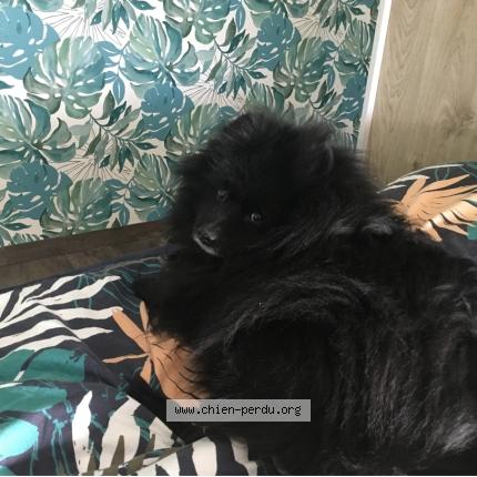 Photo 1/1 Igloo Chien perdu à La garnache