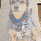 Photo de chien perdu à Aspet