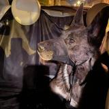 Photo de chien trouvé à Rouen