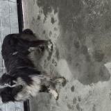 Photo de chien trouvé à Sarrouilles