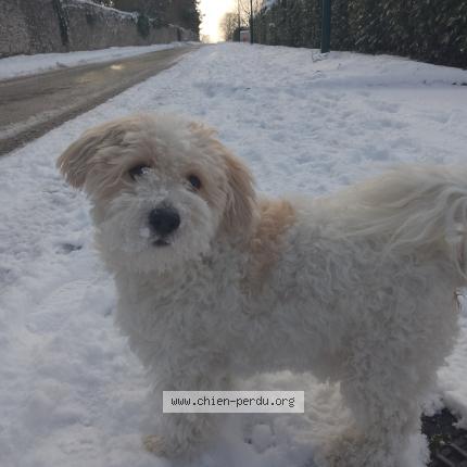 Photo 1/1 Sun Chien perdu à Cergy