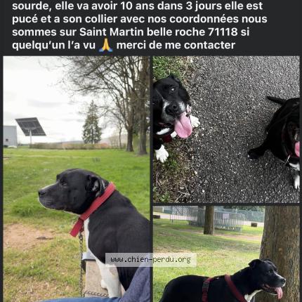 Photo 1/1 Maïtika Chien perdu à Saint martin belle roche