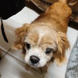 Photo de chien perdu à Fleury Sur Orne