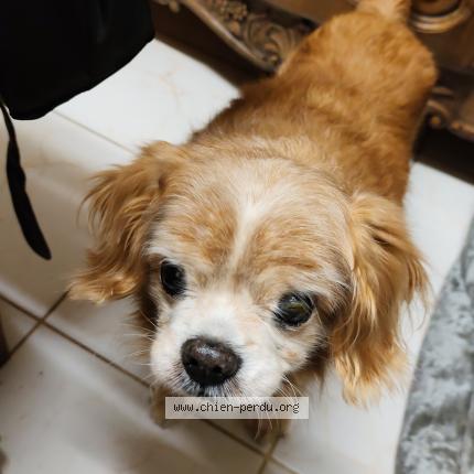 Photo 1/1 Caramel Chien perdu à Fleury sur orne