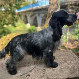 Photo de chien perdu à Palinges