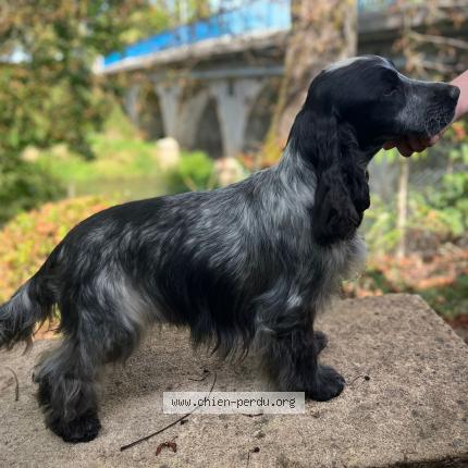 Photo 1/1 Tango Chien perdu à Palinges